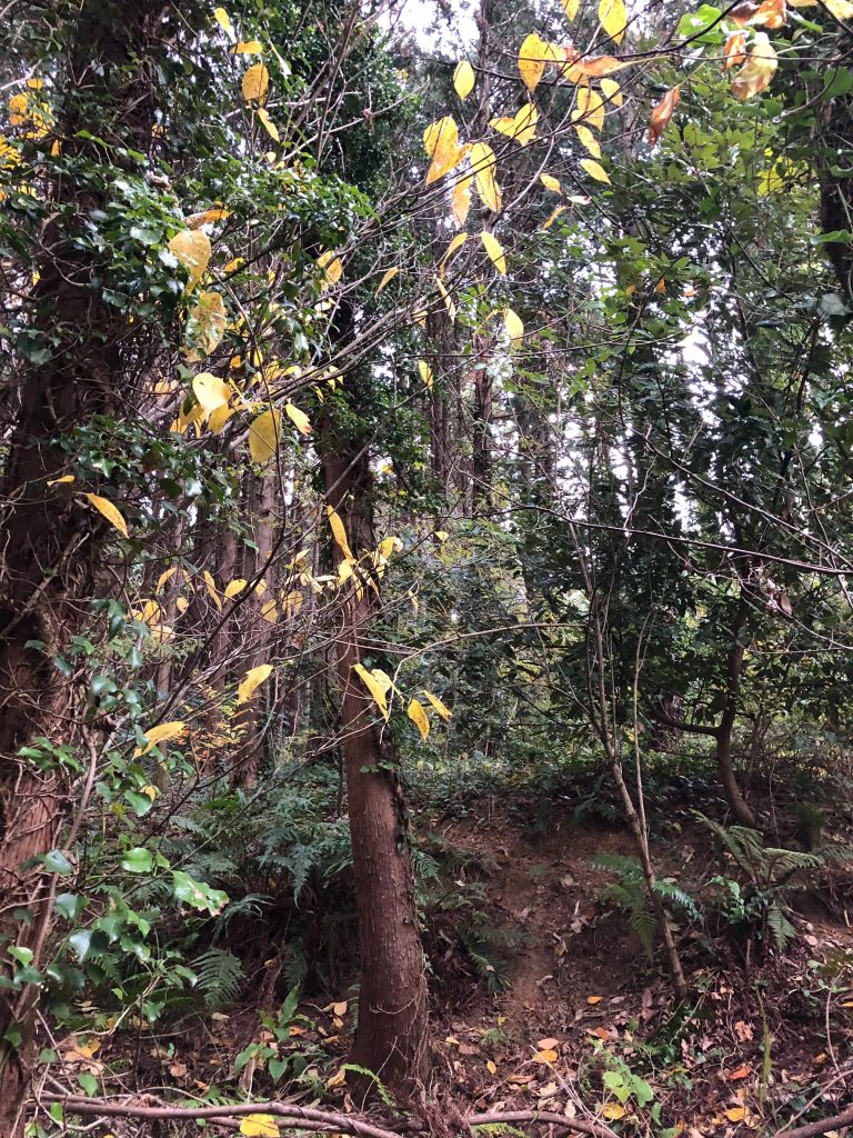 平成3年に植林した杉の木が樹立