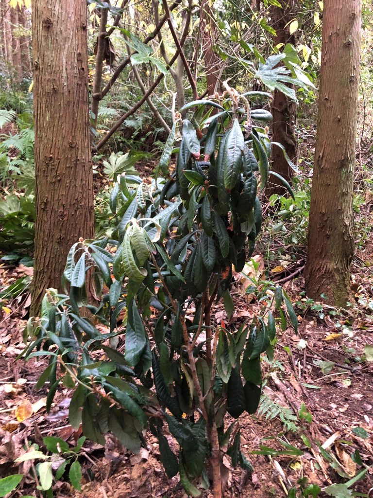 実生　　枇杷の種、アボガドの種、蜜柑の種、林檎の種育てて5、6年もうベランダでは限界管理地に植樹してみた〜♪ちょうど雨になり　幸い