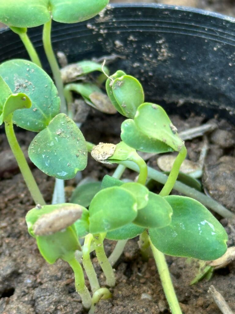 芽が出る　富良野の発芽　この夏　6日目