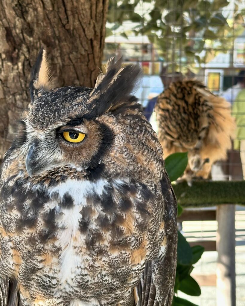 不苦労　梟🦉🦉　宮地嶽神社参詣